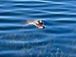 IMG_5112.JPG
